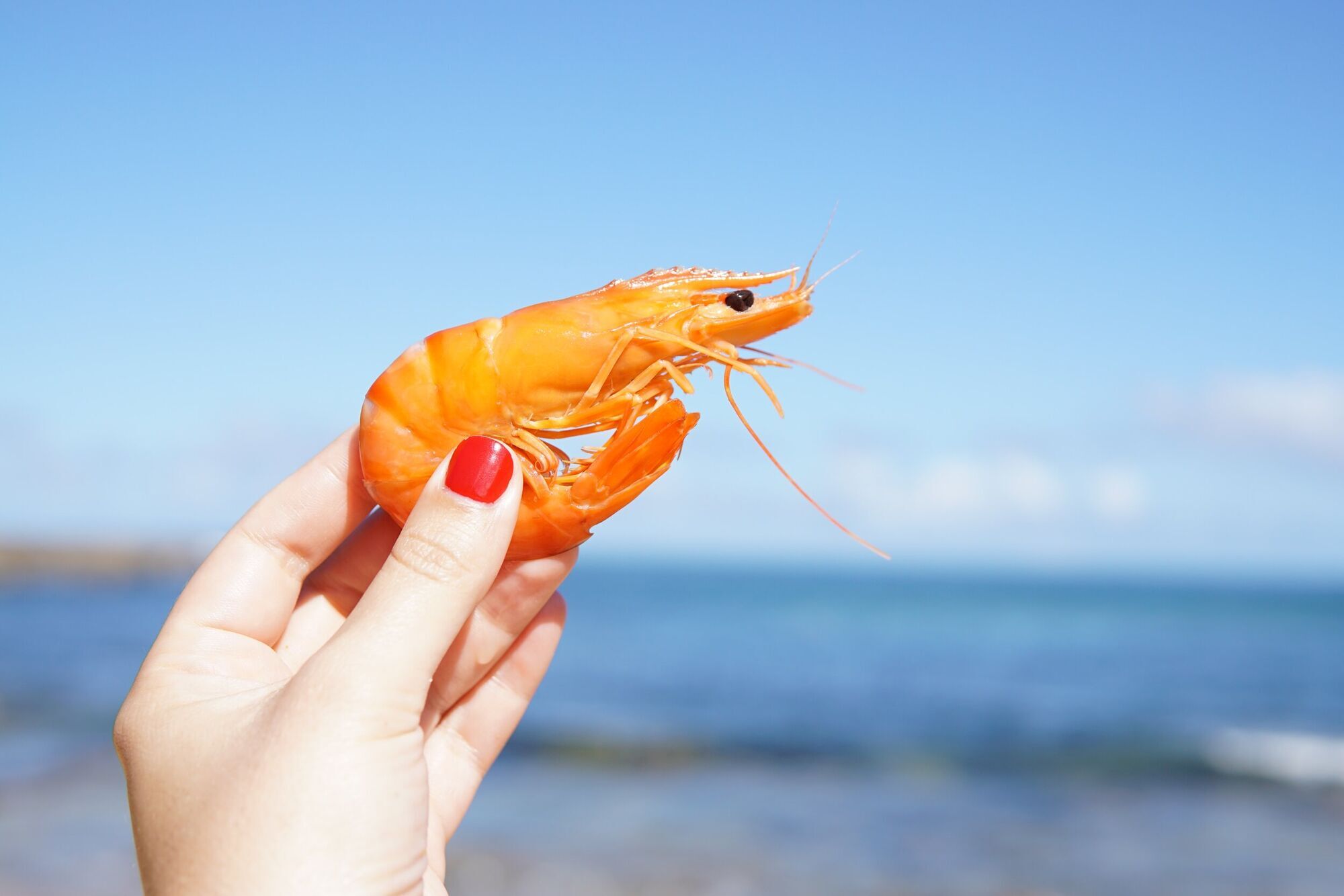 Shrimp in Dreams: Spiritual Symbolism and Hidden Meanings