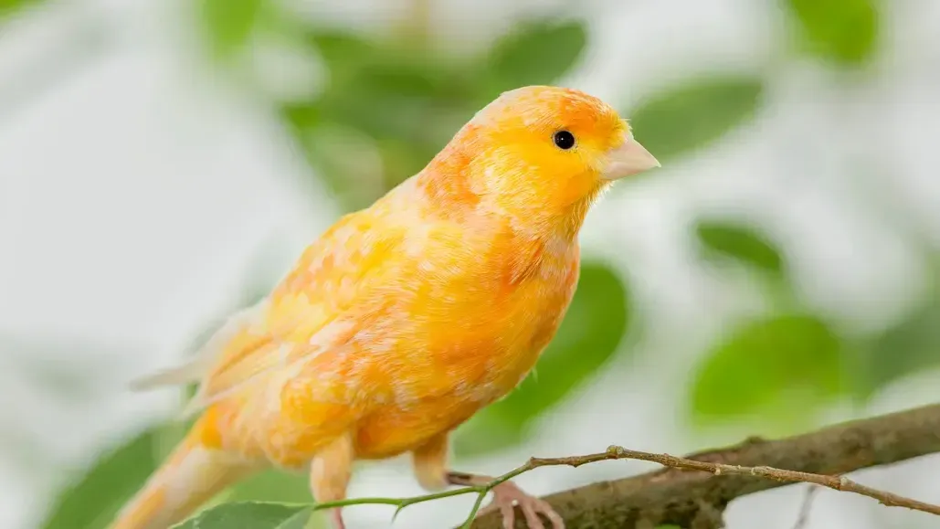 Canary Symbolism & Meaning