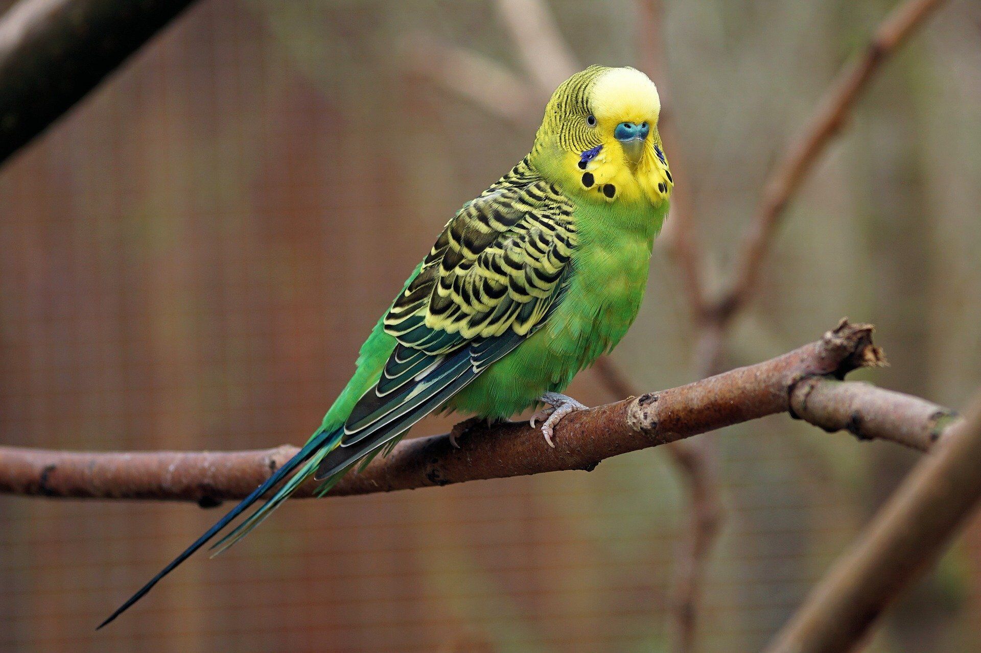 Parakeet Spirit Animal Meaning