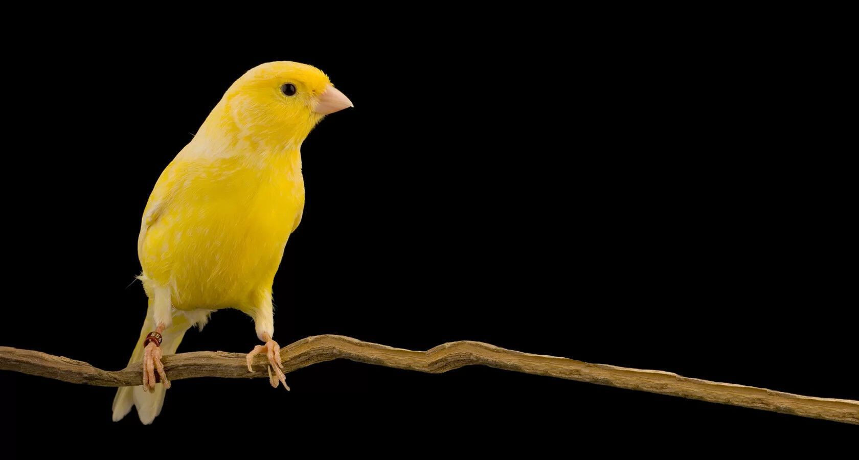 Canary Symbolism & Meaning