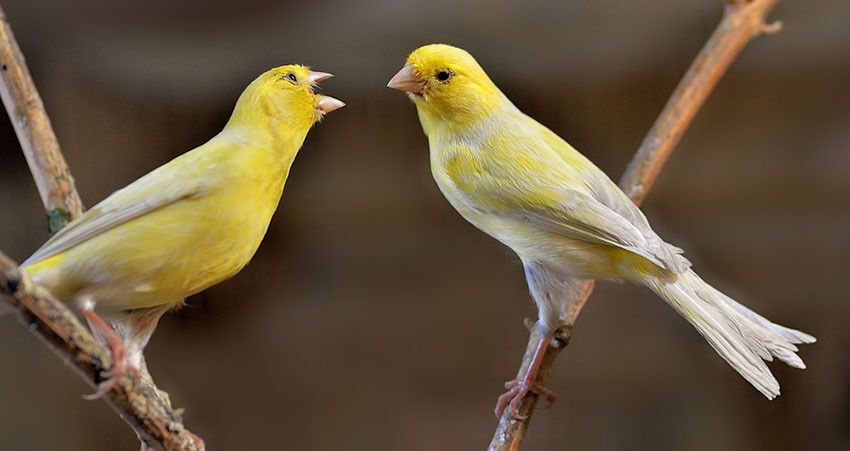 Canary Symbolism & Meaning