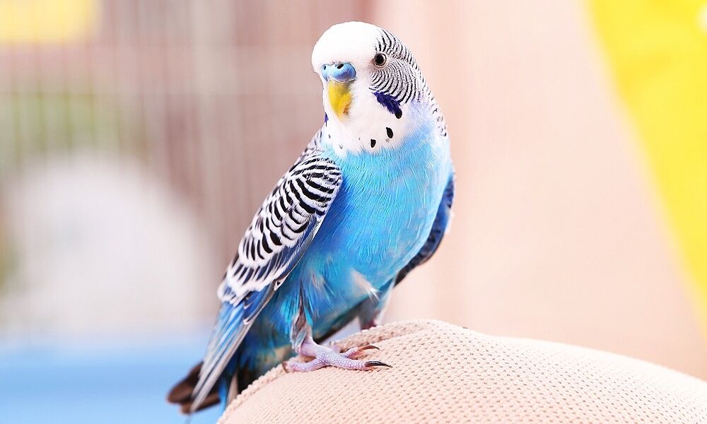 Parakeet Spirit Animal Meaning