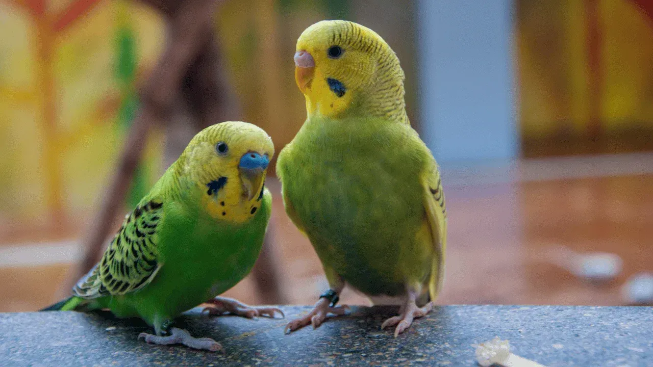 Parakeet Spirit Animal Meaning