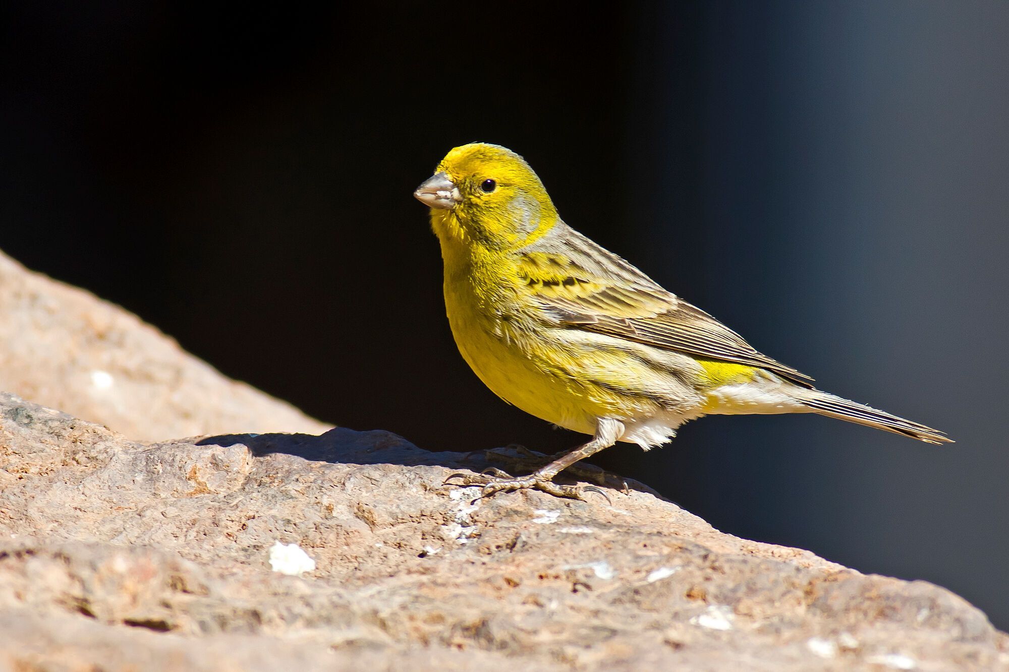 Canary Symbolism & Meaning