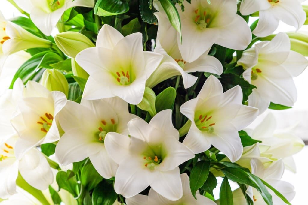 The Spiritual Meaning of White Lilies: Purity, Enlightenment, and Cultural Symbolism