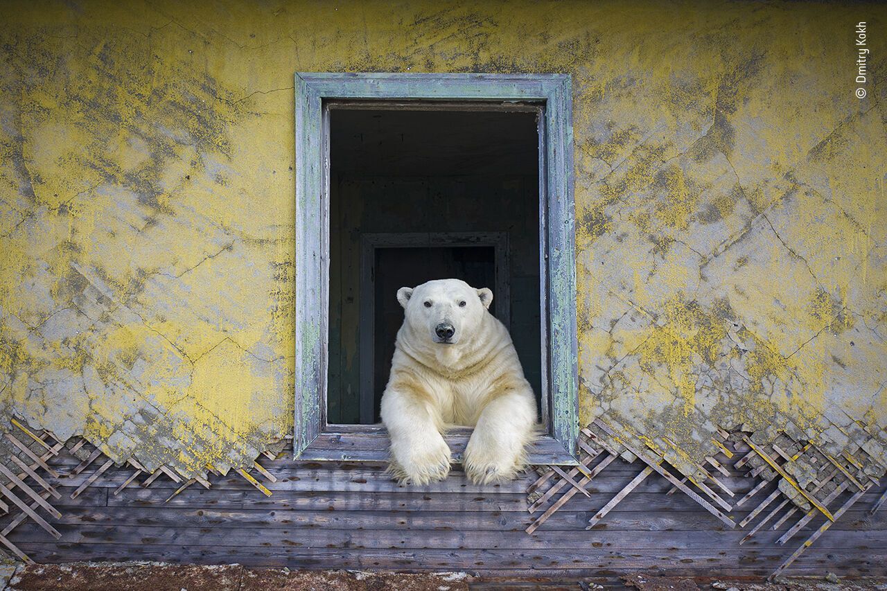 Your Totem Animal is Polar Bear? Here Is What You Need to Know