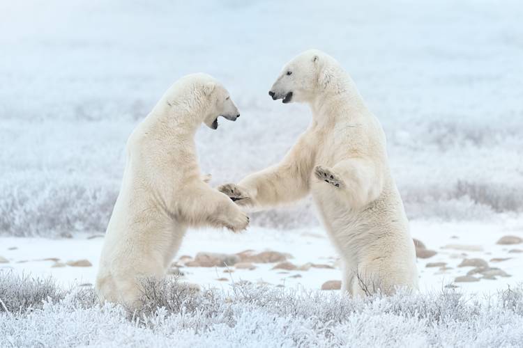 Your Totem Animal is Polar Bear? Here Is What You Need to Know