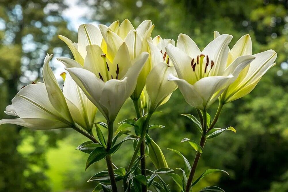 The Spiritual Meaning of White Lilies: Purity, Enlightenment, and Cultural Symbolism