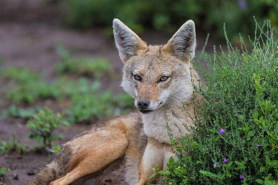 Jackal Spirit Animal: What Does a Jackal Symbolize?