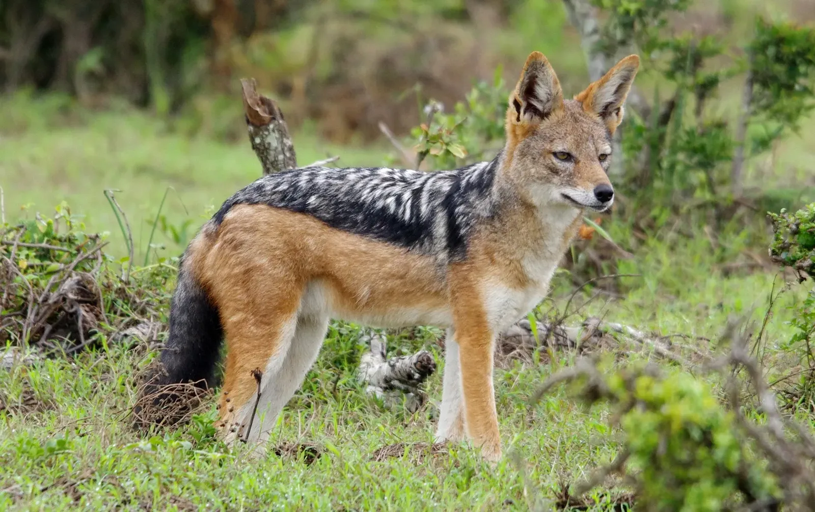 Jackal Spirit Animal: What Does a Jackal Symbolize?