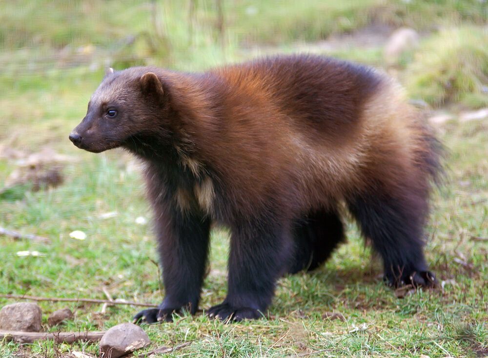 Wolverine Spirit Animal: What Does a Wolverine Symbolize?