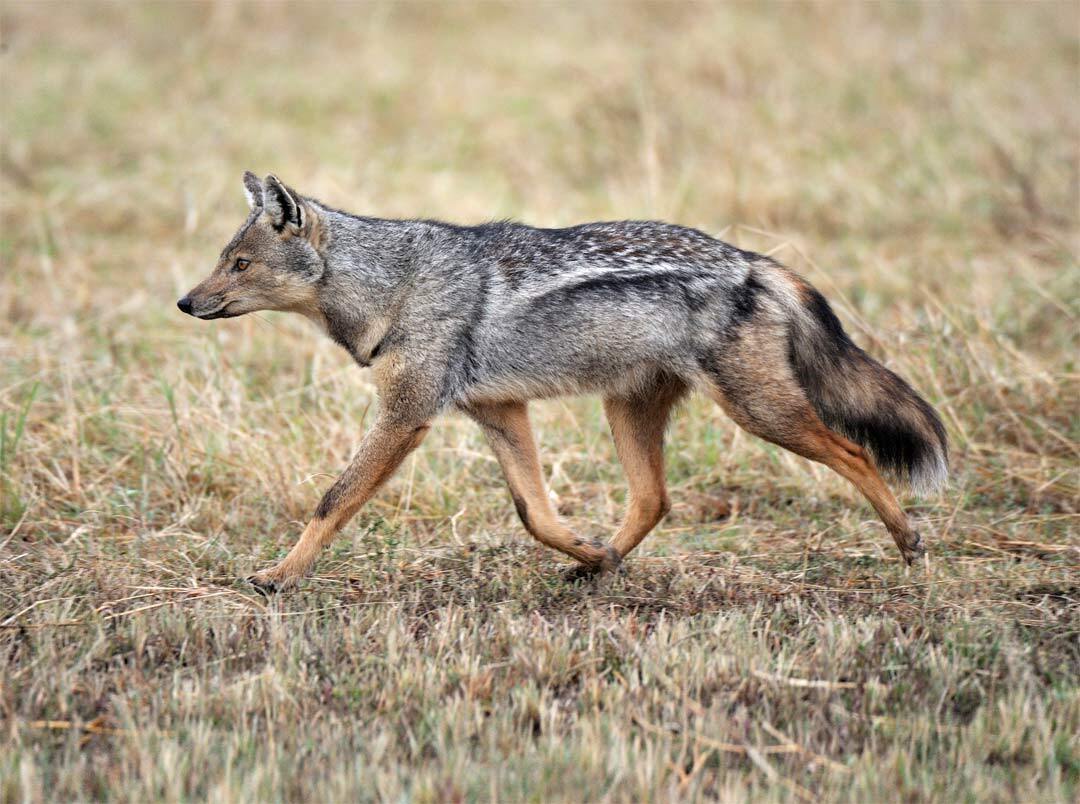 Jackal Spirit Animal: What Does a Jackal Symbolize?