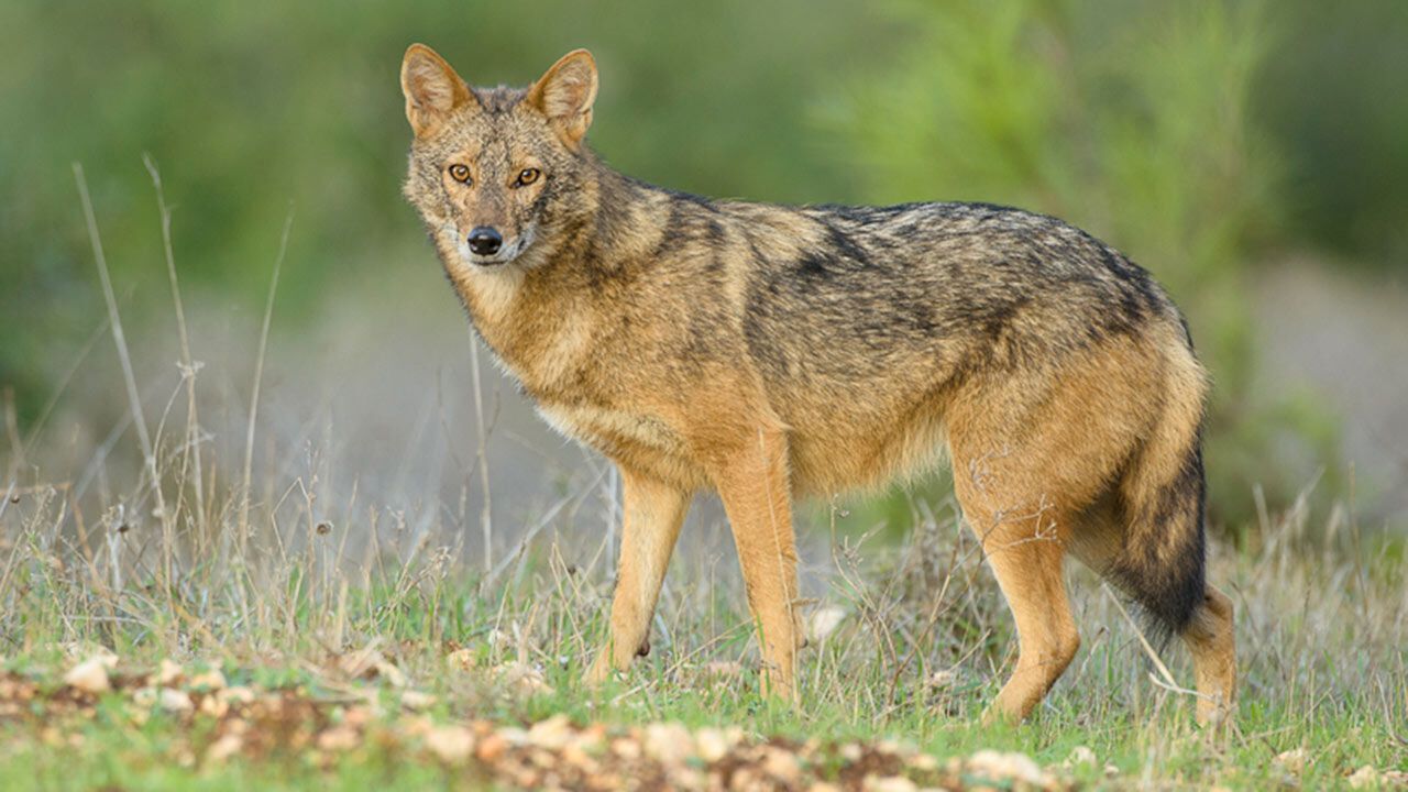 Jackal Spirit Animal: What Does a Jackal Symbolize?