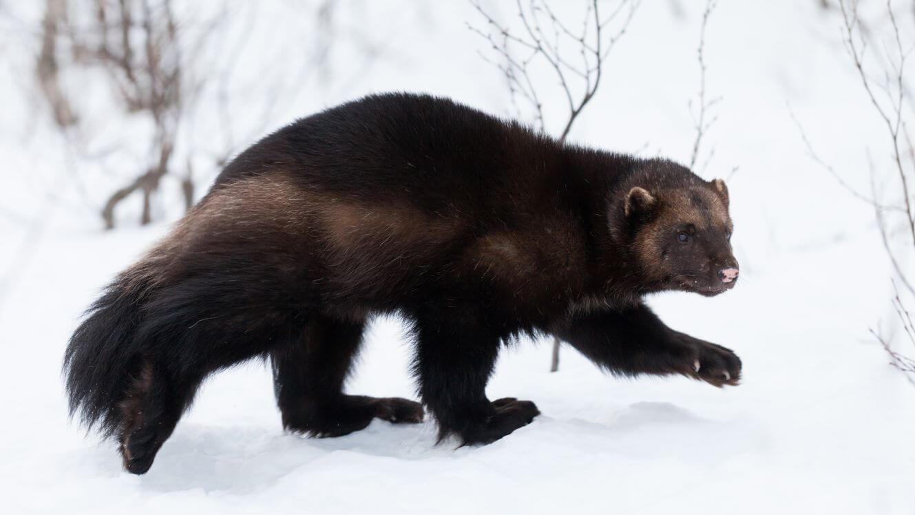 Wolverine Spirit Animal: What Does a Wolverine Symbolize?