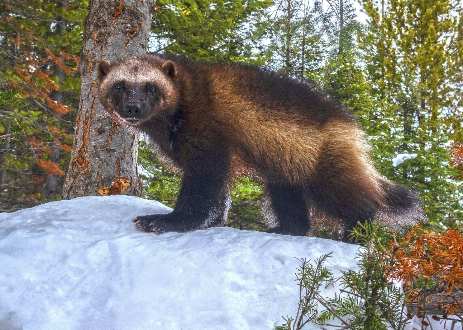 Wolverine Spirit Animal: What Does a Wolverine Symbolize?