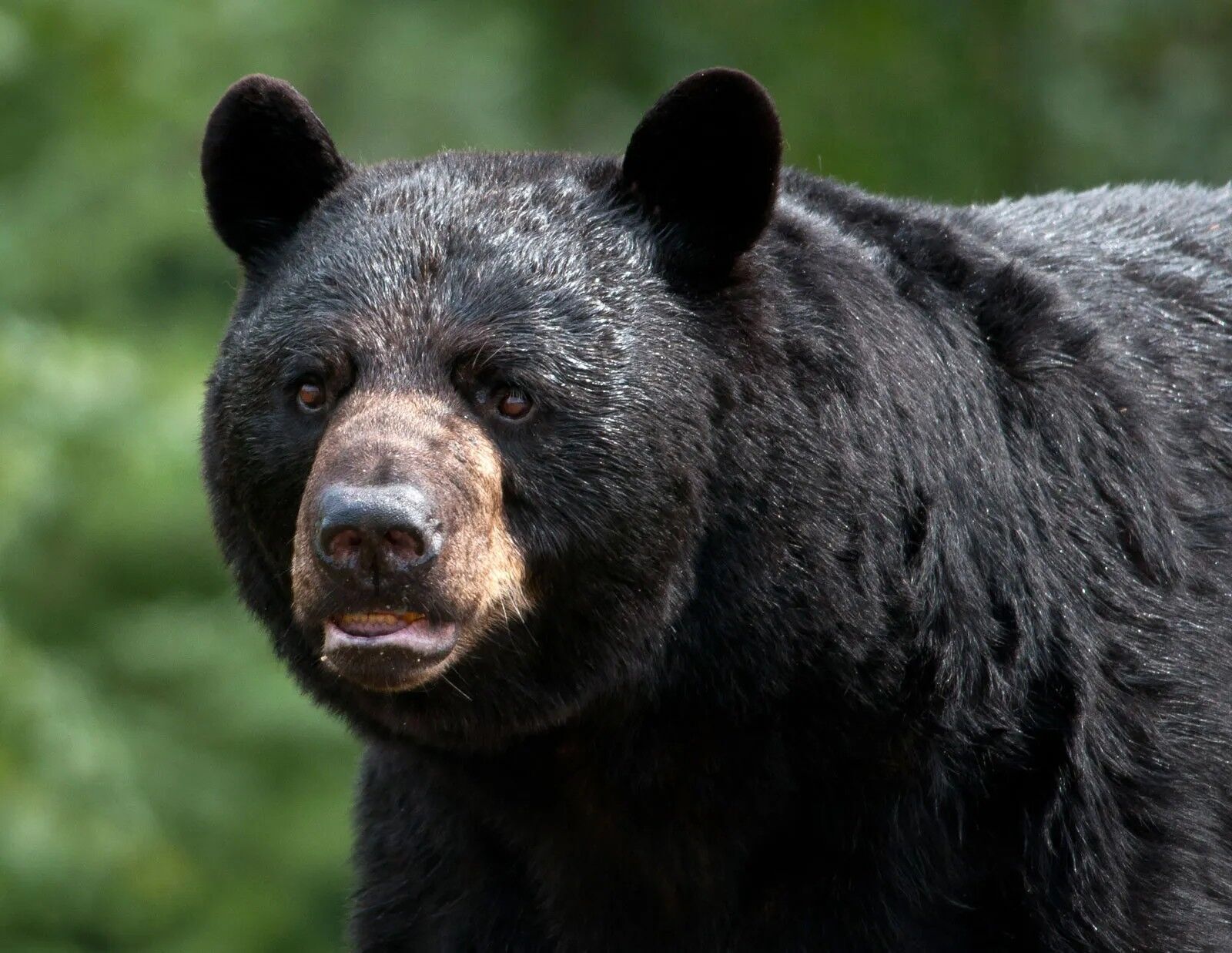 The Spiritual Meaning of Black Bears in Dreams: Strength, Transformation, and Intuition