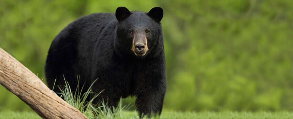 The Spiritual Meaning of Black Bears in Dreams: Strength, Transformation, and Intuition