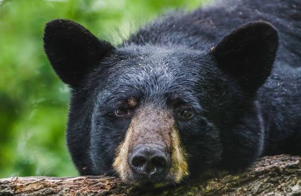 The Spiritual Meaning of Black Bears in Dreams: Strength, Transformation, and Intuition