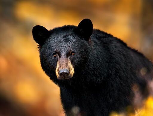 The Spiritual Meaning of Black Bears in Dreams: Strength, Transformation, and Intuition