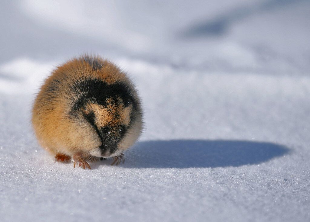 Lemming Spirit Animal: What Does a Lemming Symbolize?