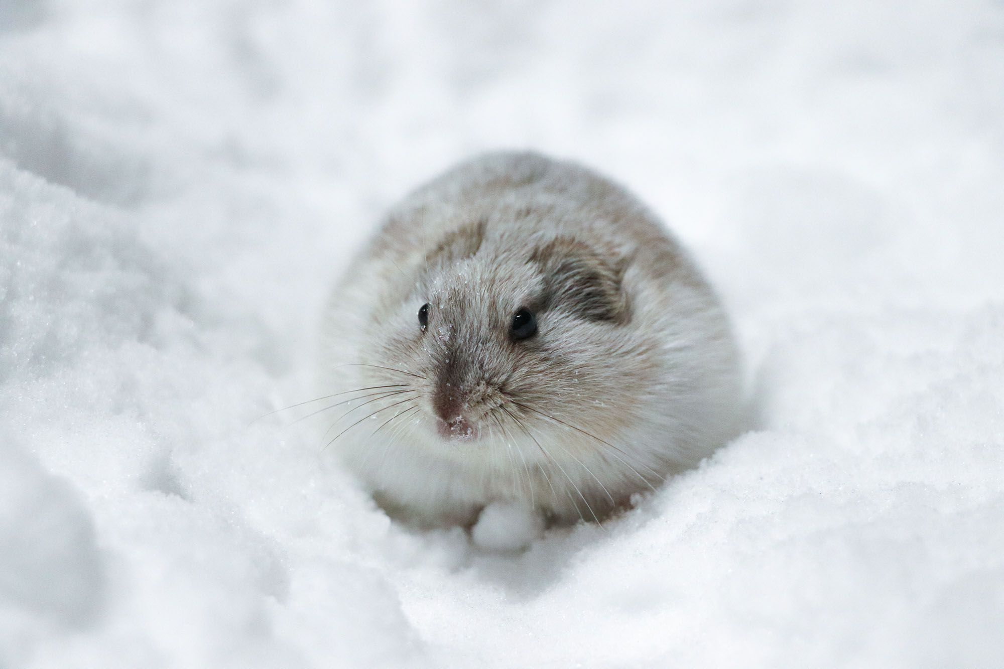 Lemming Spirit Animal: What Does a Lemming Symbolize?