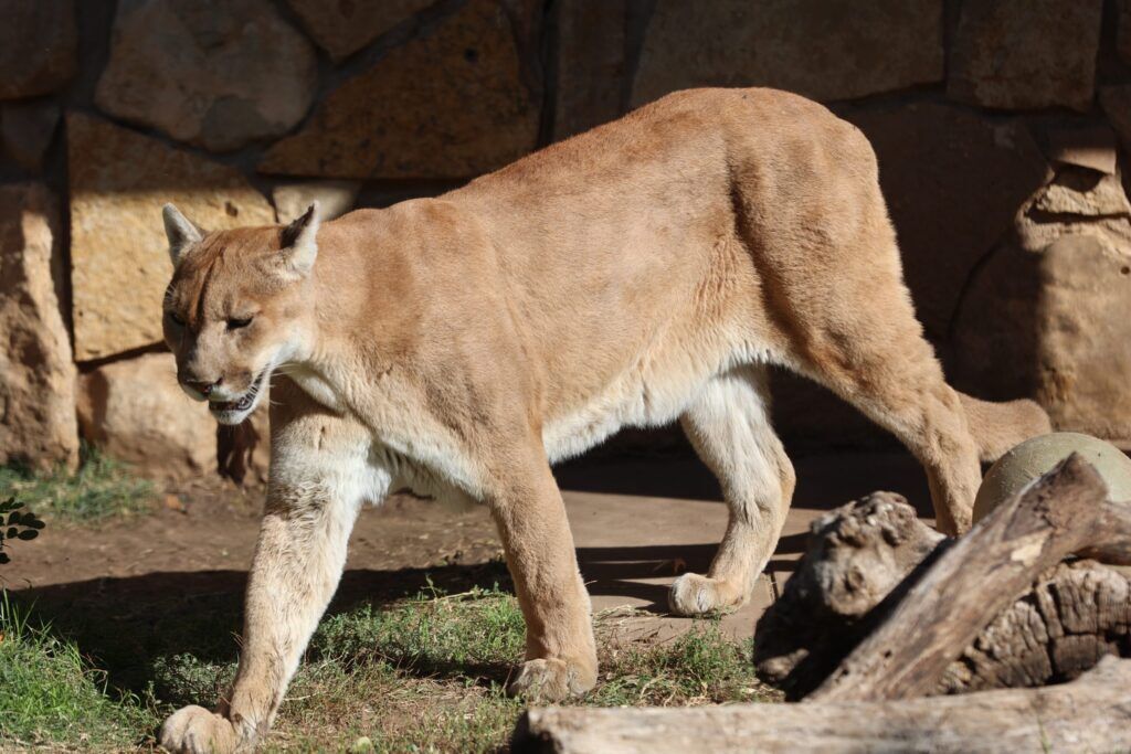 Cougar Spirit Animal: What Does a Cougar Symbolize?