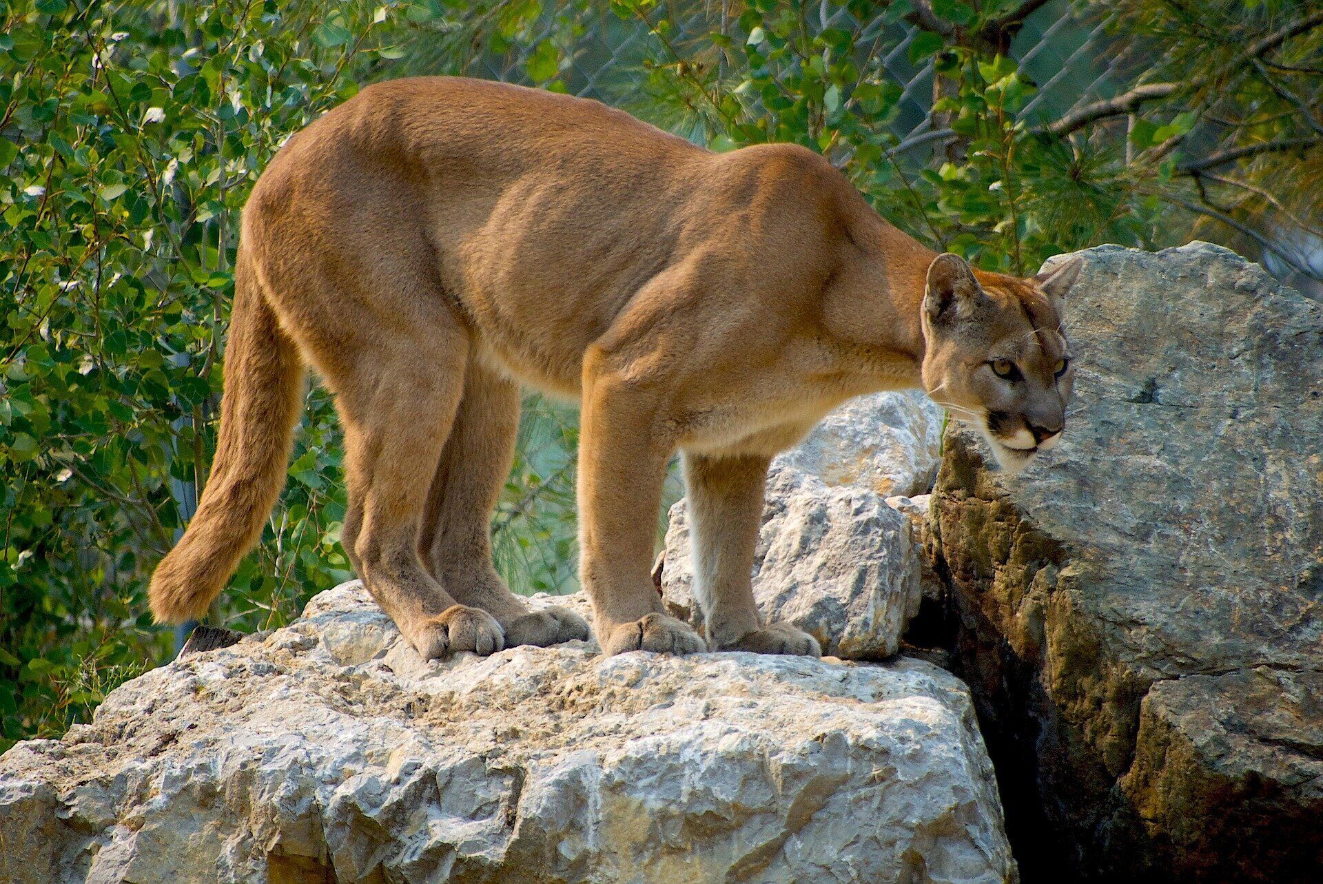 Cougar Spirit Animal: What Does a Cougar Symbolize?