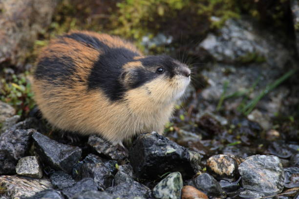 Lemming Spirit Animal: What Does a Lemming Symbolize?