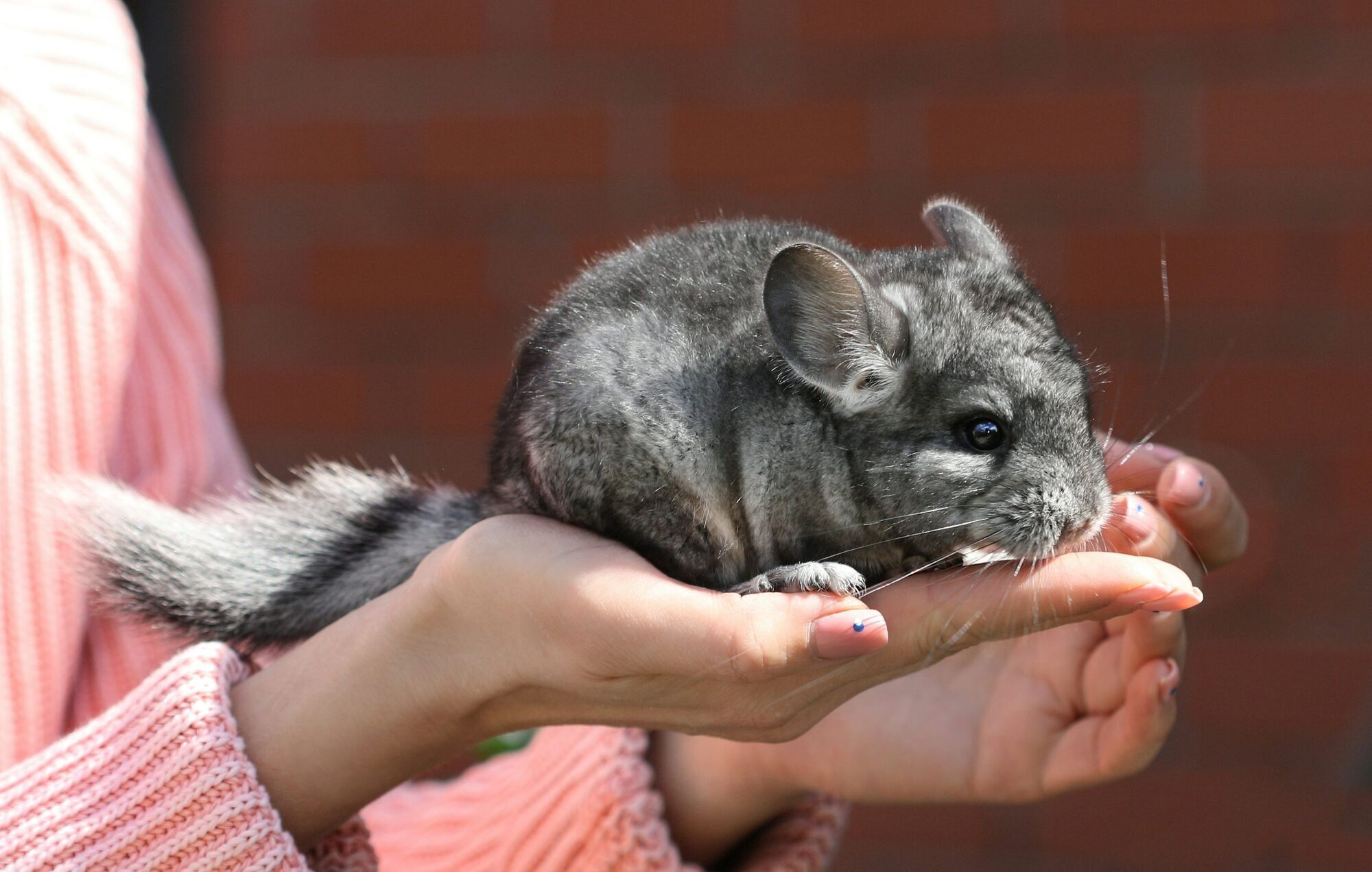 Symbolism and Meaning of Chinchilla as Spirit Animal