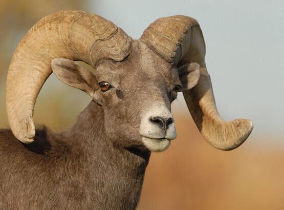 What Does It Mean to Dream of a Ram?