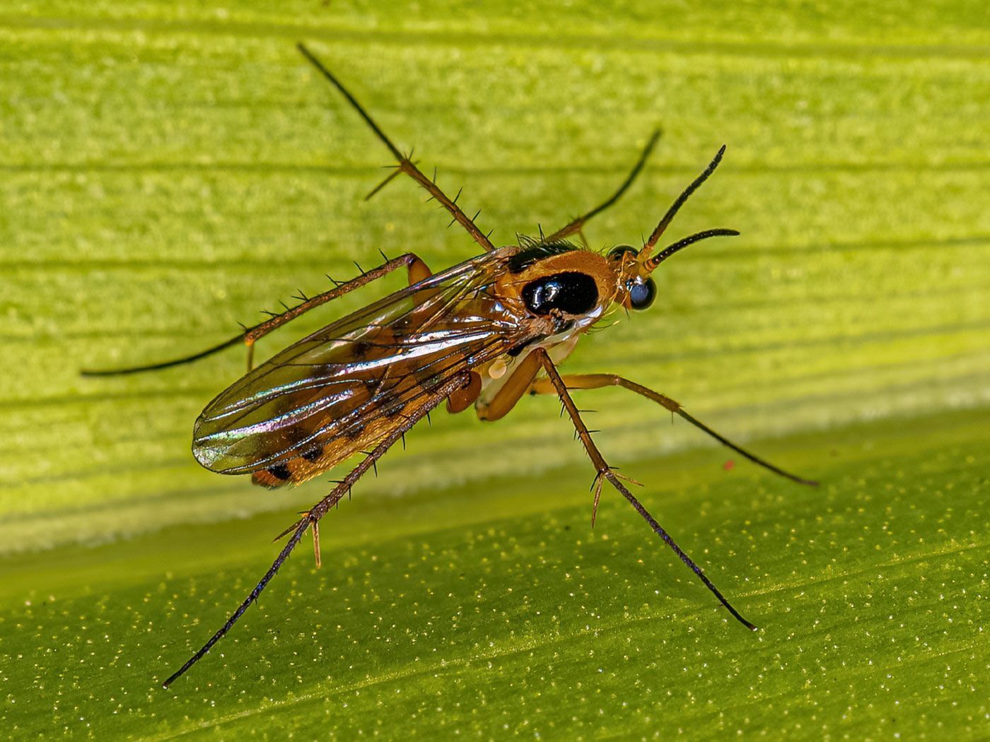 Gnat Spirit Animal: What Does a Gnat Symbolize?