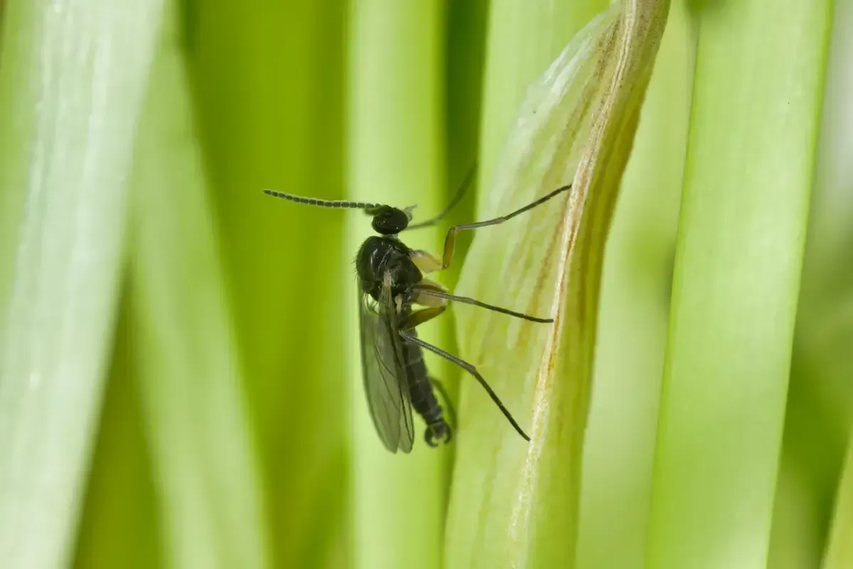 Gnat Spirit Animal: What Does a Gnat Symbolize?