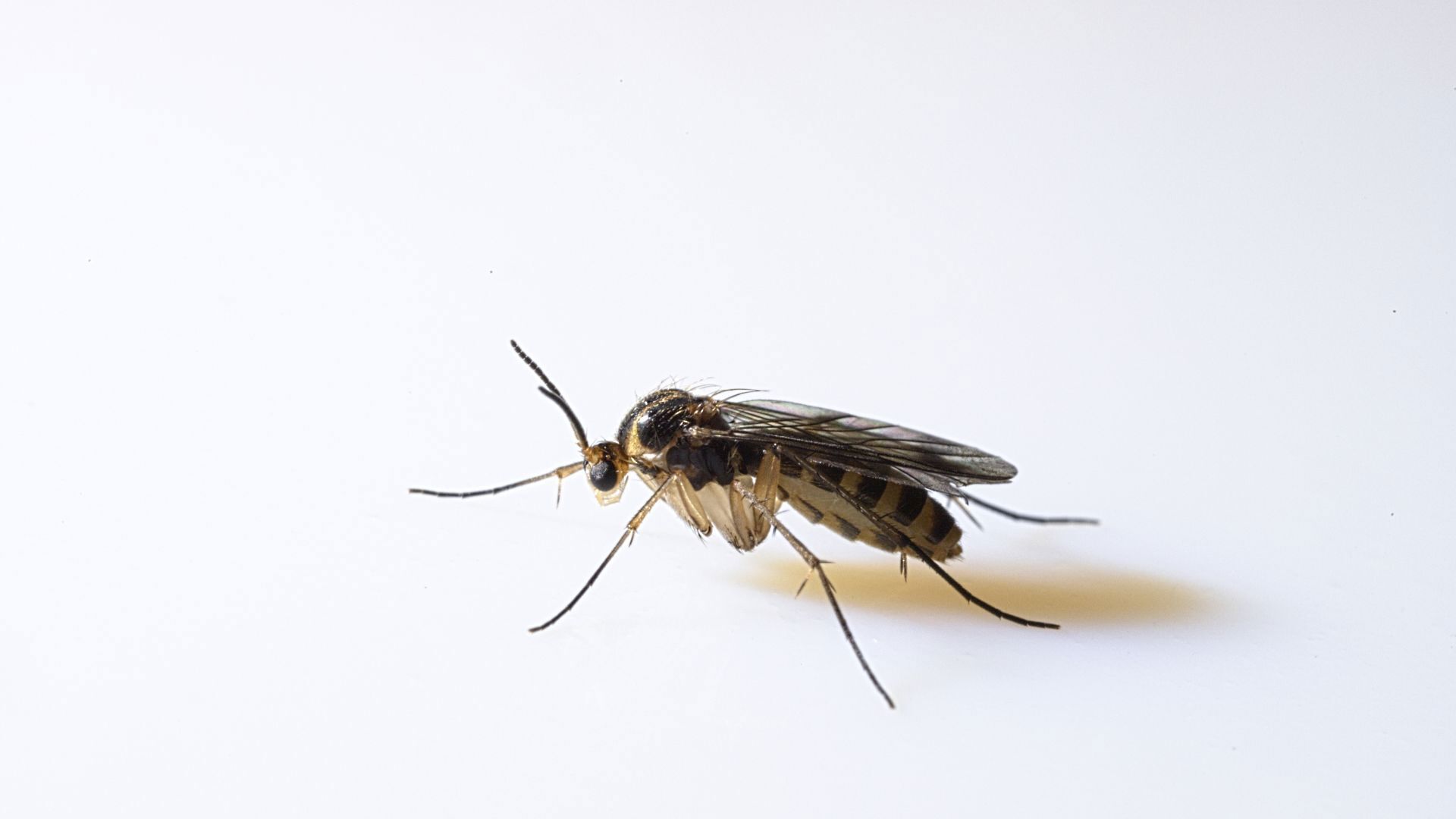 Gnat Spirit Animal: What Does a Gnat Symbolize?