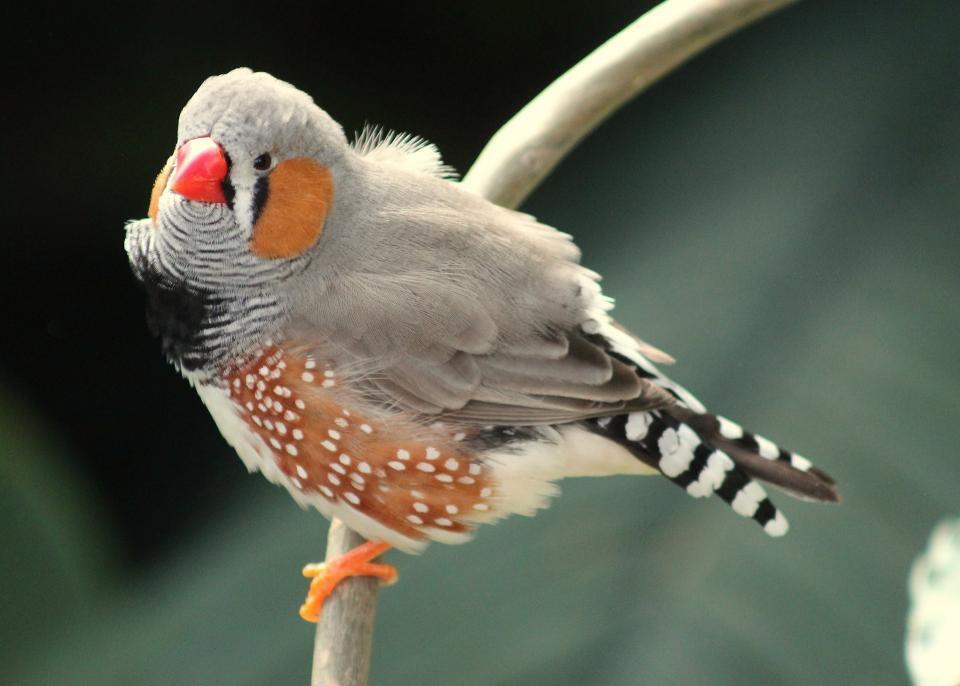 Totem Animal Finch: Symbolism and Meaning of the Encounter