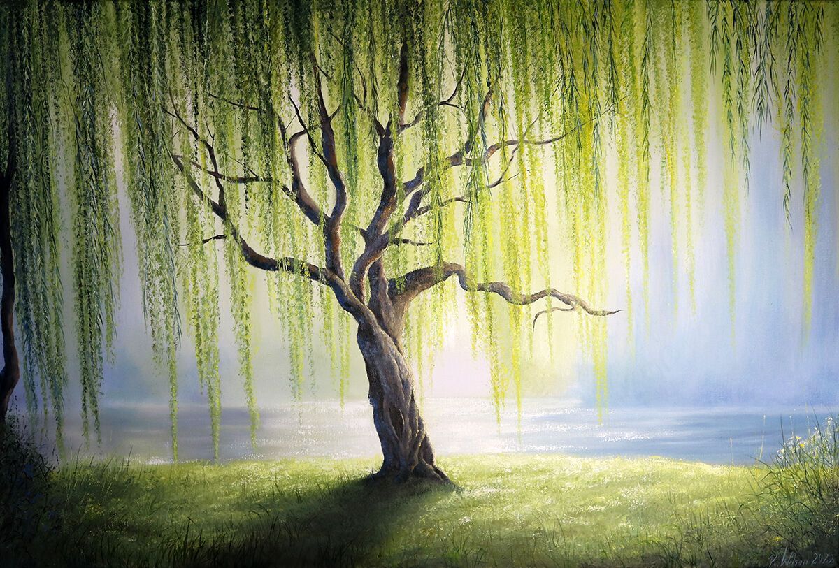 Spiritual and Cultural Meaning of Willow Trees 