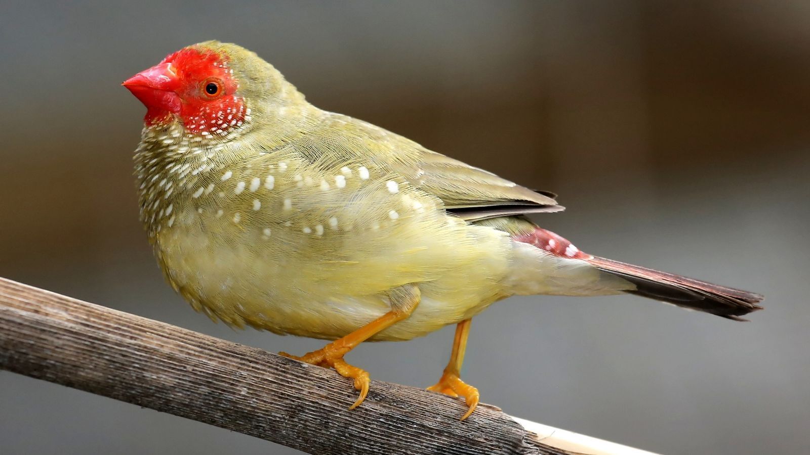 Totem Animal Finch: Symbolism and Meaning of the Encounter