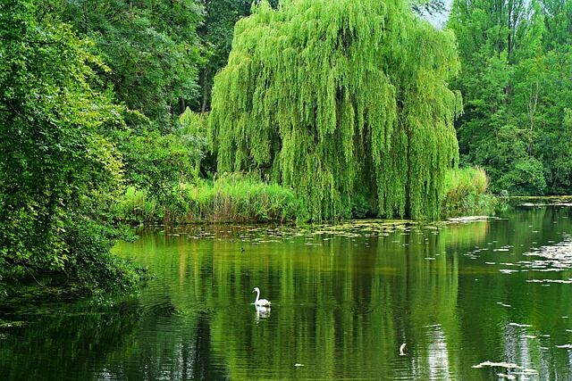 Spiritual and Cultural Meaning of Willow Trees 