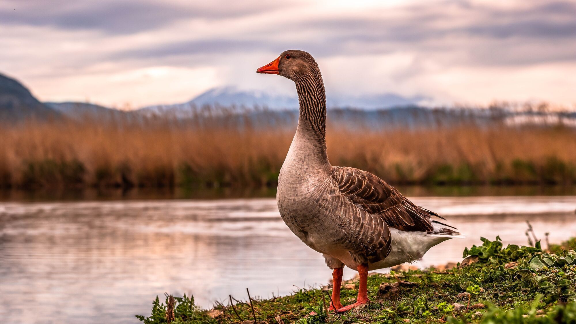 Goose Spirit Animal: What Does a Goose Symbolize?