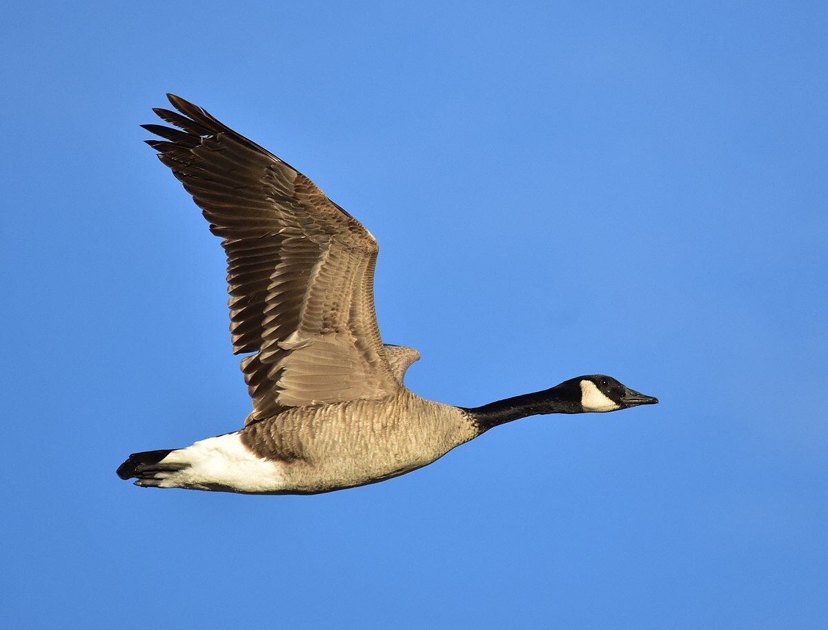 Goose Spirit Animal: What Does a Goose Symbolize?