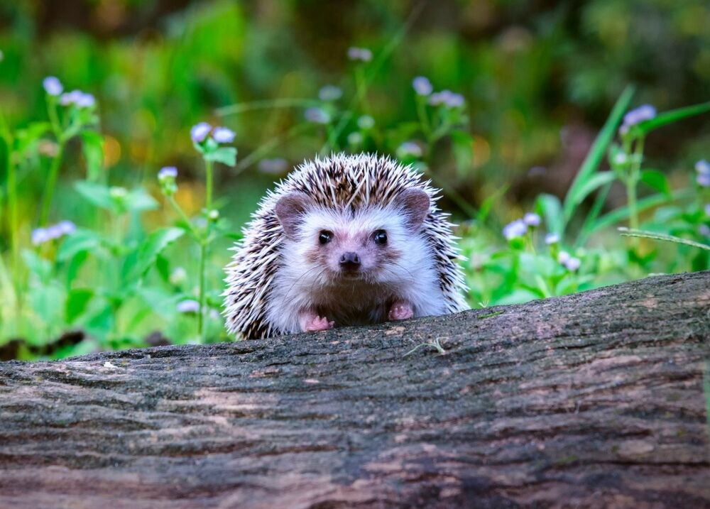 Hedgehog Spirit Animal: What Does a Hedgehog Symbolize?