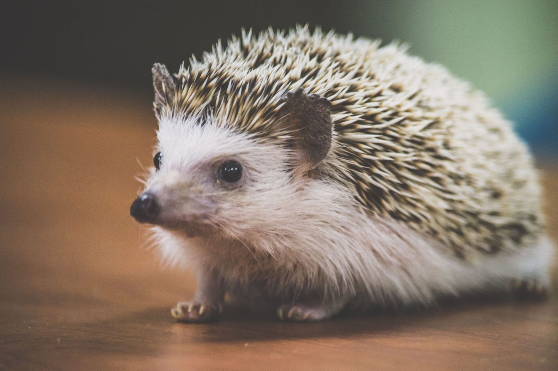 Hedgehog Spirit Animal: What Does a Hedgehog Symbolize?