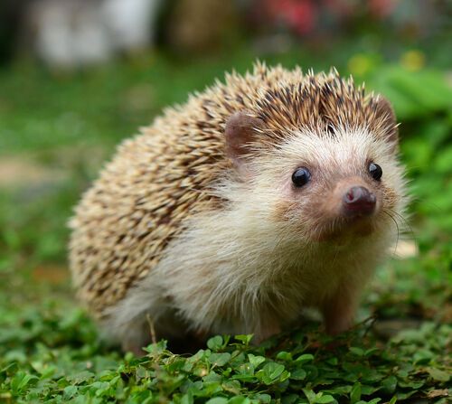 Hedgehog Spirit Animal: What Does a Hedgehog Symbolize?