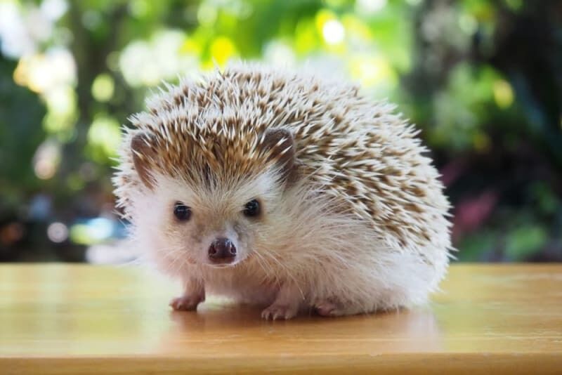 Hedgehog Spirit Animal: What Does a Hedgehog Symbolize?