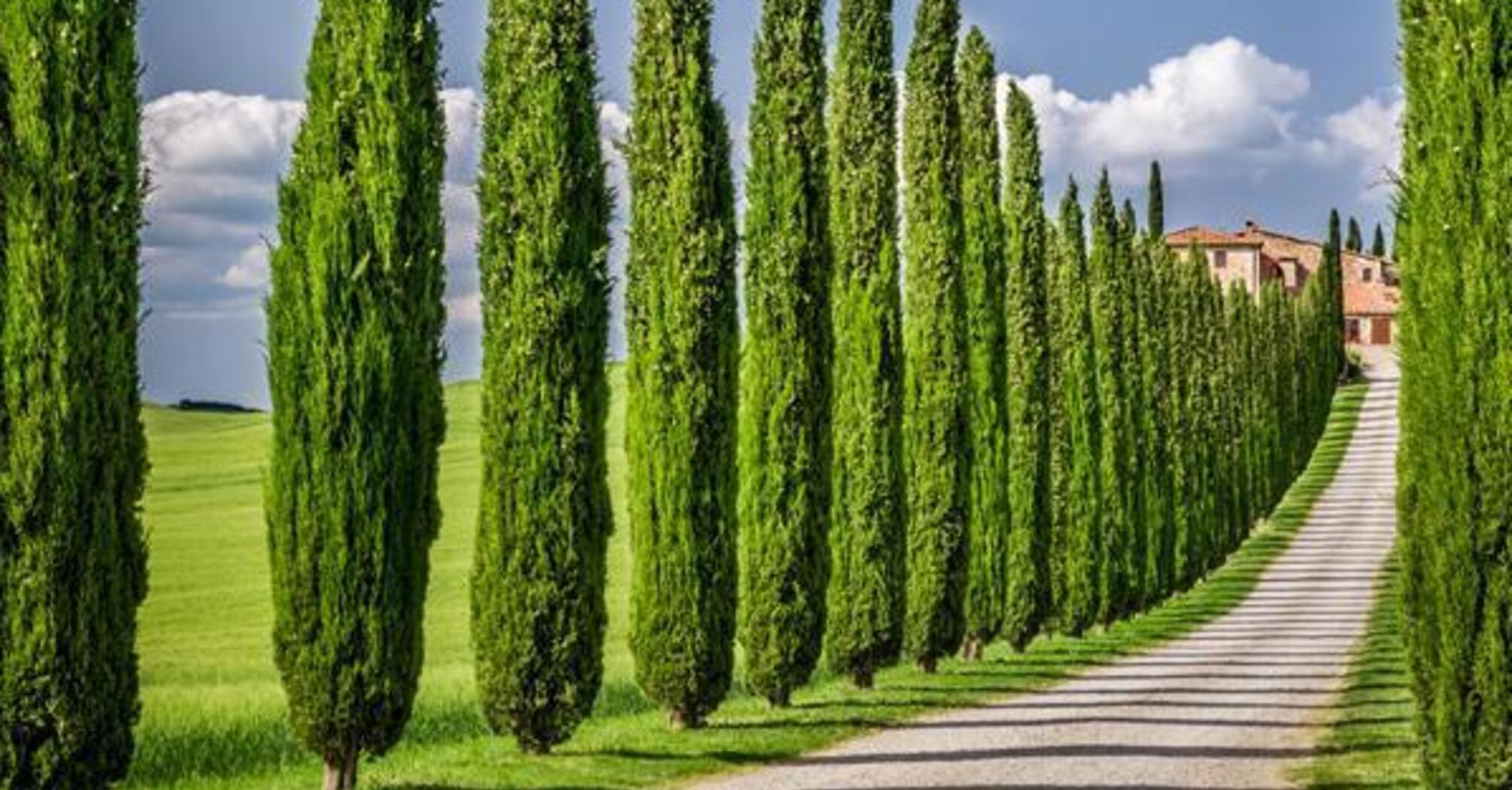 Advantages and disadvantages of planting columnar trees