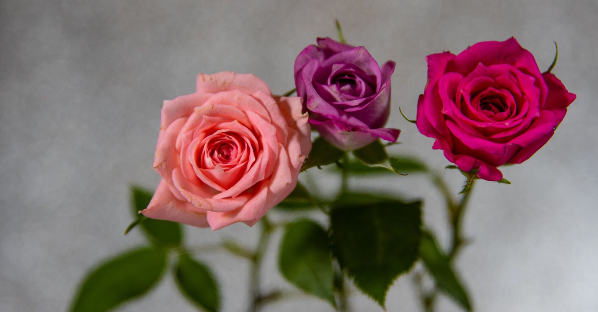 How to preserve the freshness and beauty of roses for as long as possible