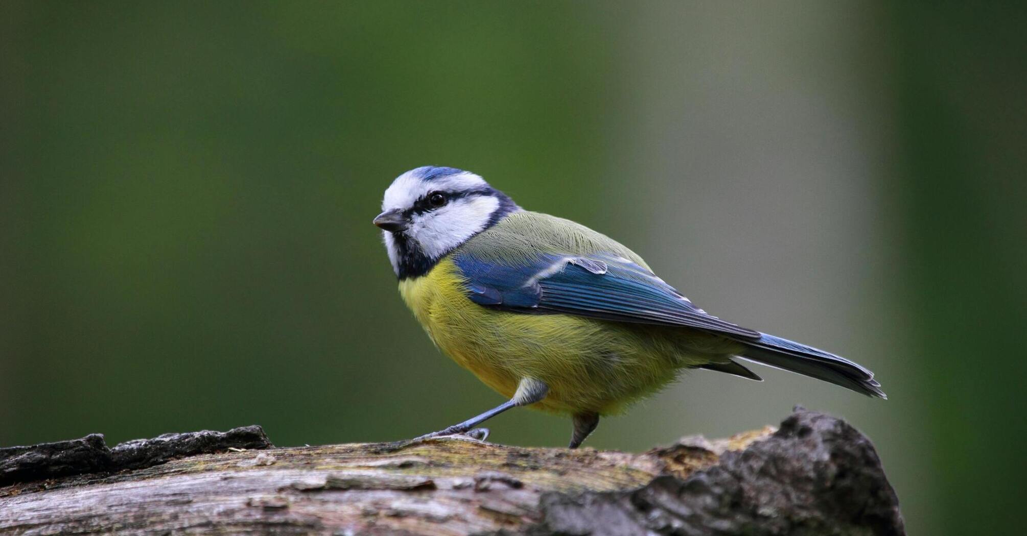 Why does a tit knock on the window