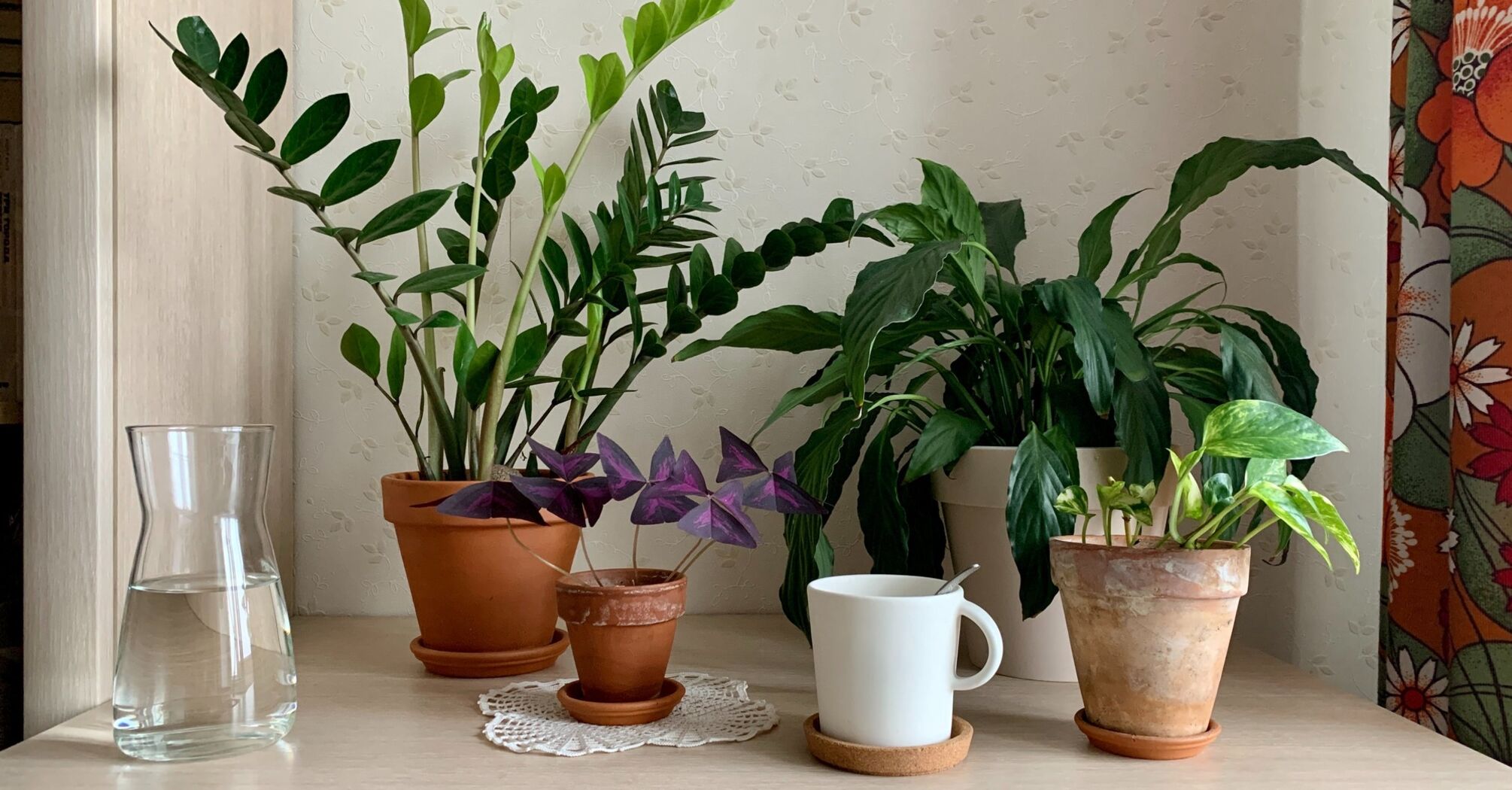 Five undemanding houseplants that everyone can grow