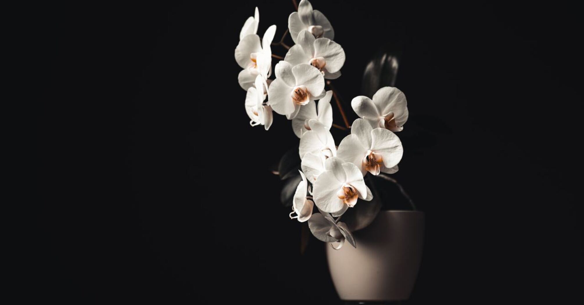 How to transplant an orchid: ensure their healthy growth