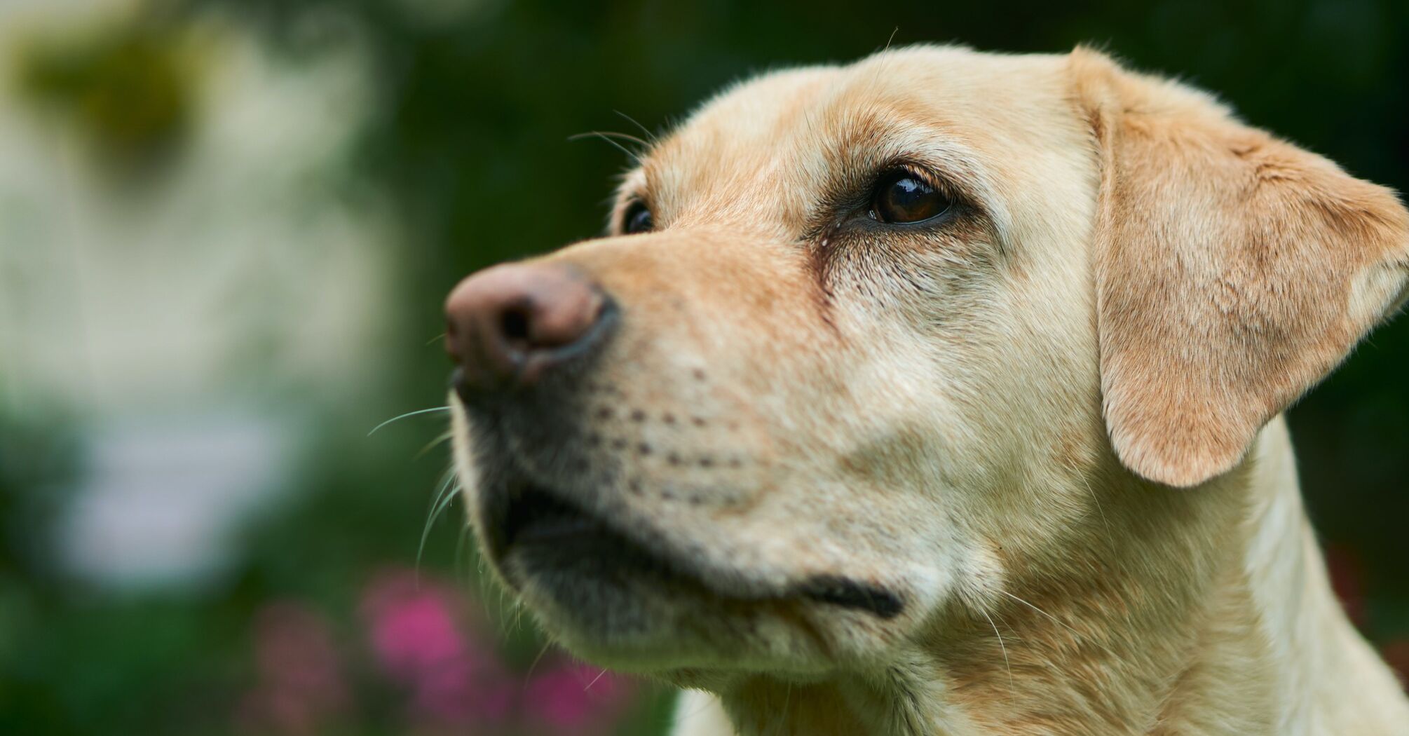 Do you need a Labrador at home: breed characteristics
