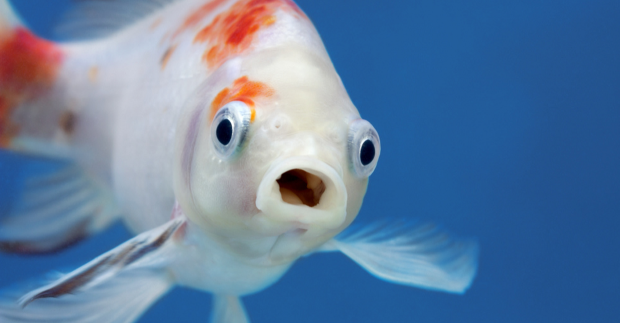 What it means if you dream about fish